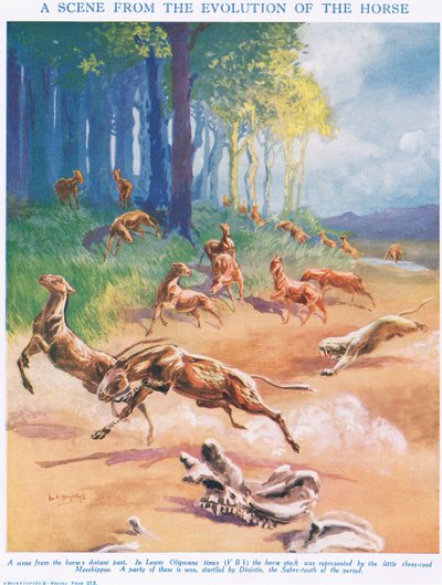 Mesohippus, illustration from 